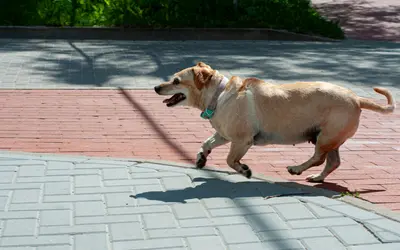 Senior Dog Arthritis: A Complete Guide to Symptoms and Care