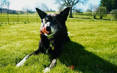 Senior Dog Nutrition: Supporting Health in Golden Years