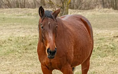 Senior Horse Care: Mobility, Diet and Health Tips That Work