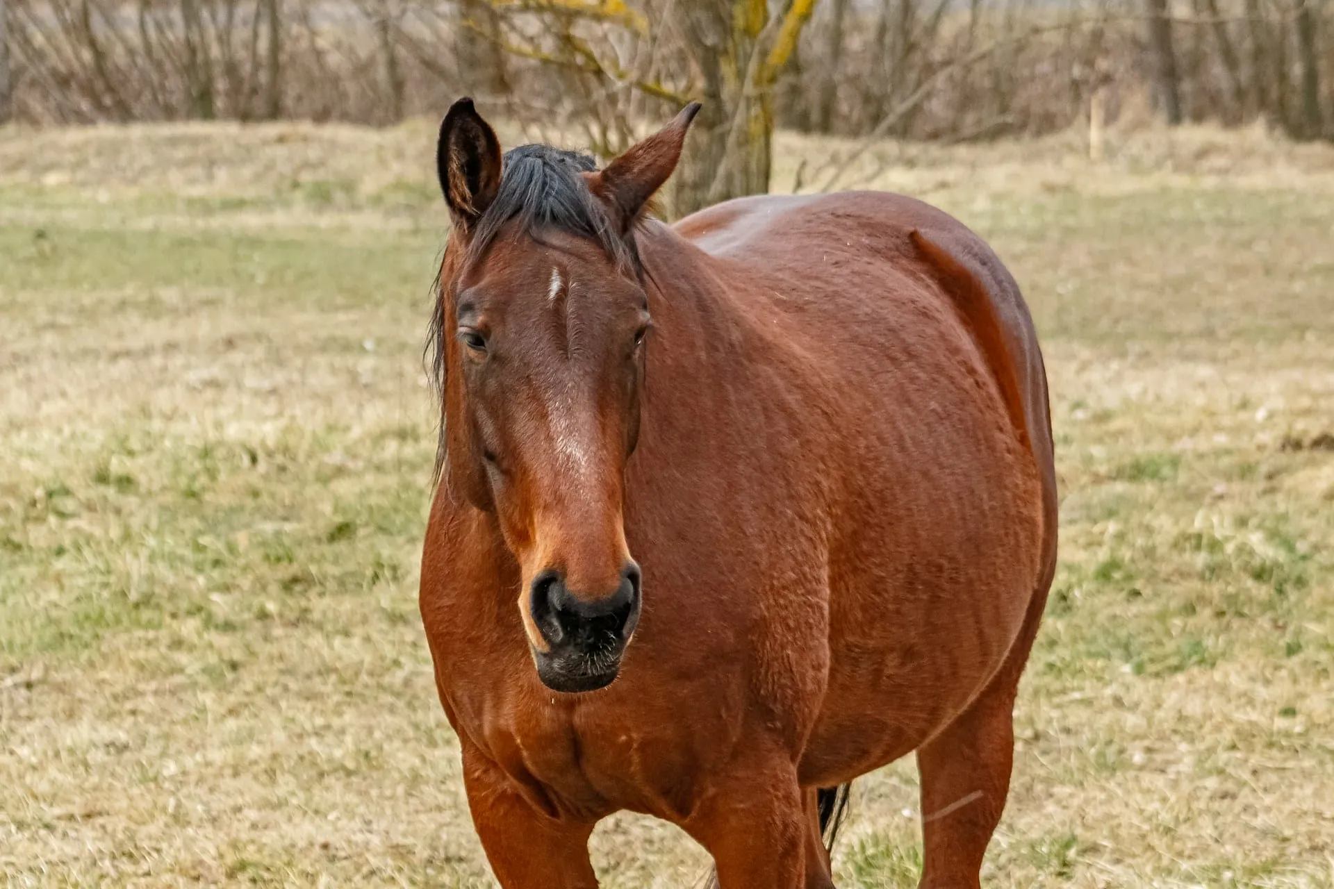 Senior Horse Care: Mobility, Diet and Health Tips That Work