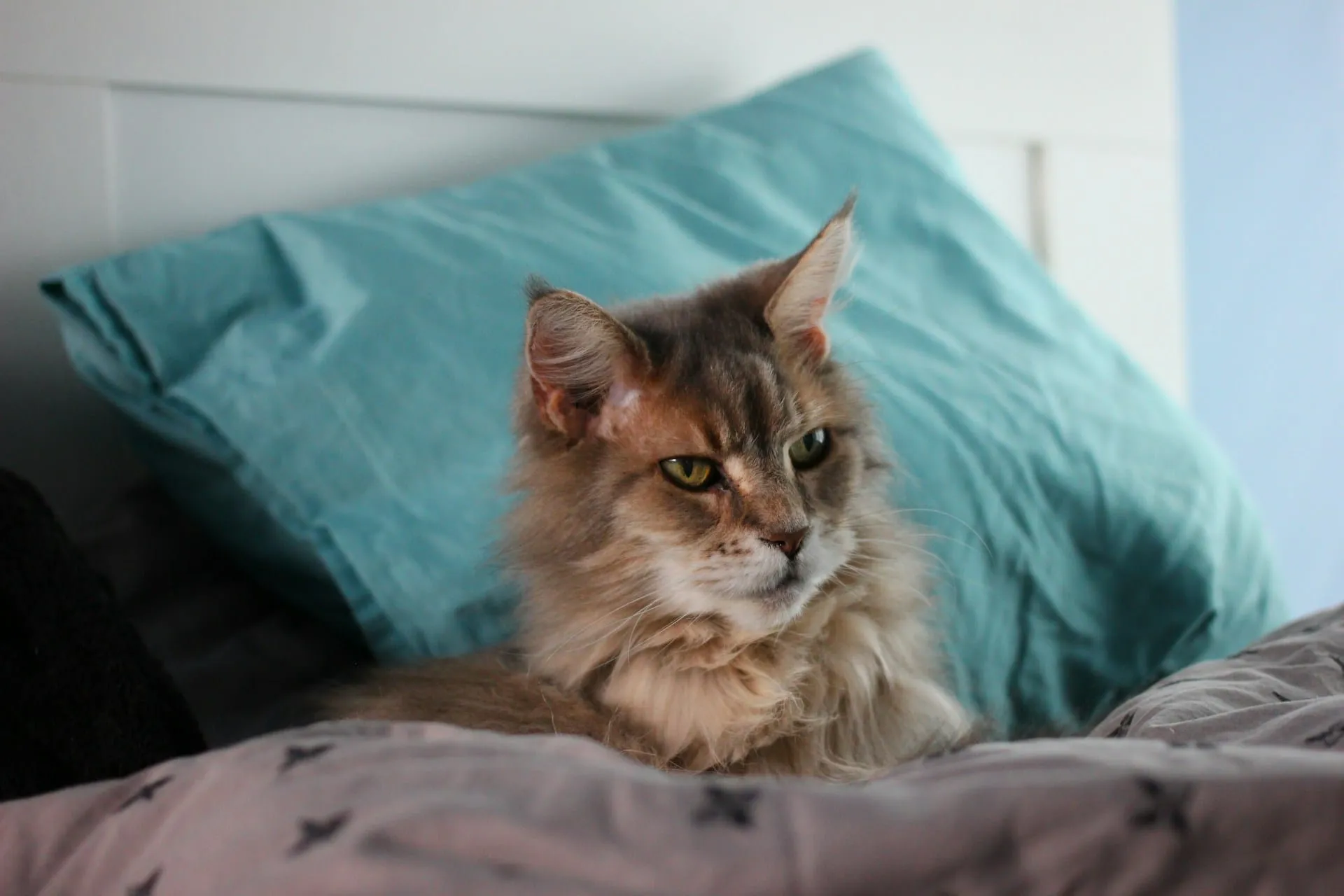 Senior Pet Behavior Changes: Normal vs. Concerning Signs