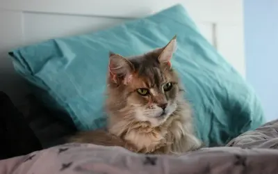 Senior Pet Behavior Changes: Normal vs. Concerning Signs