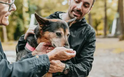 Senior Pet Bucket List: Meaningful Ways to Cherish Your Aging Dog