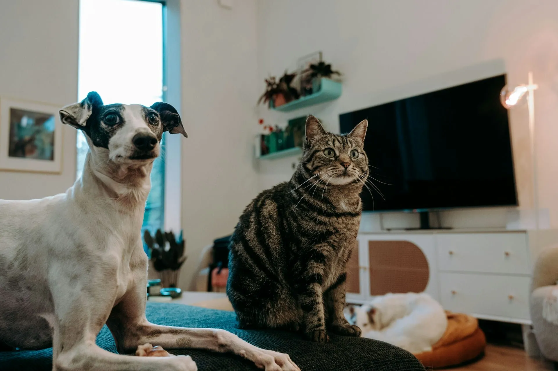 Senior Pet Care Costs: Budgeting for Your Pet's Golden Years