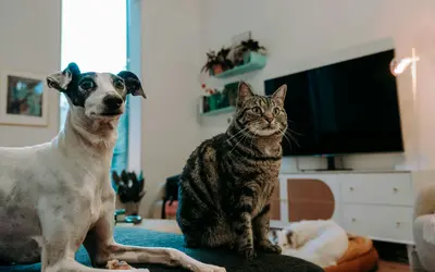 Senior Pet Care Costs: What Older Dogs and Cats Cost a Year