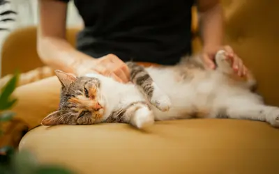 Senior Pet Massage for Aging Dogs and Cats at Home