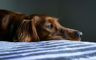 Senior Pet Suffering: How to Recognize the Warning Signs