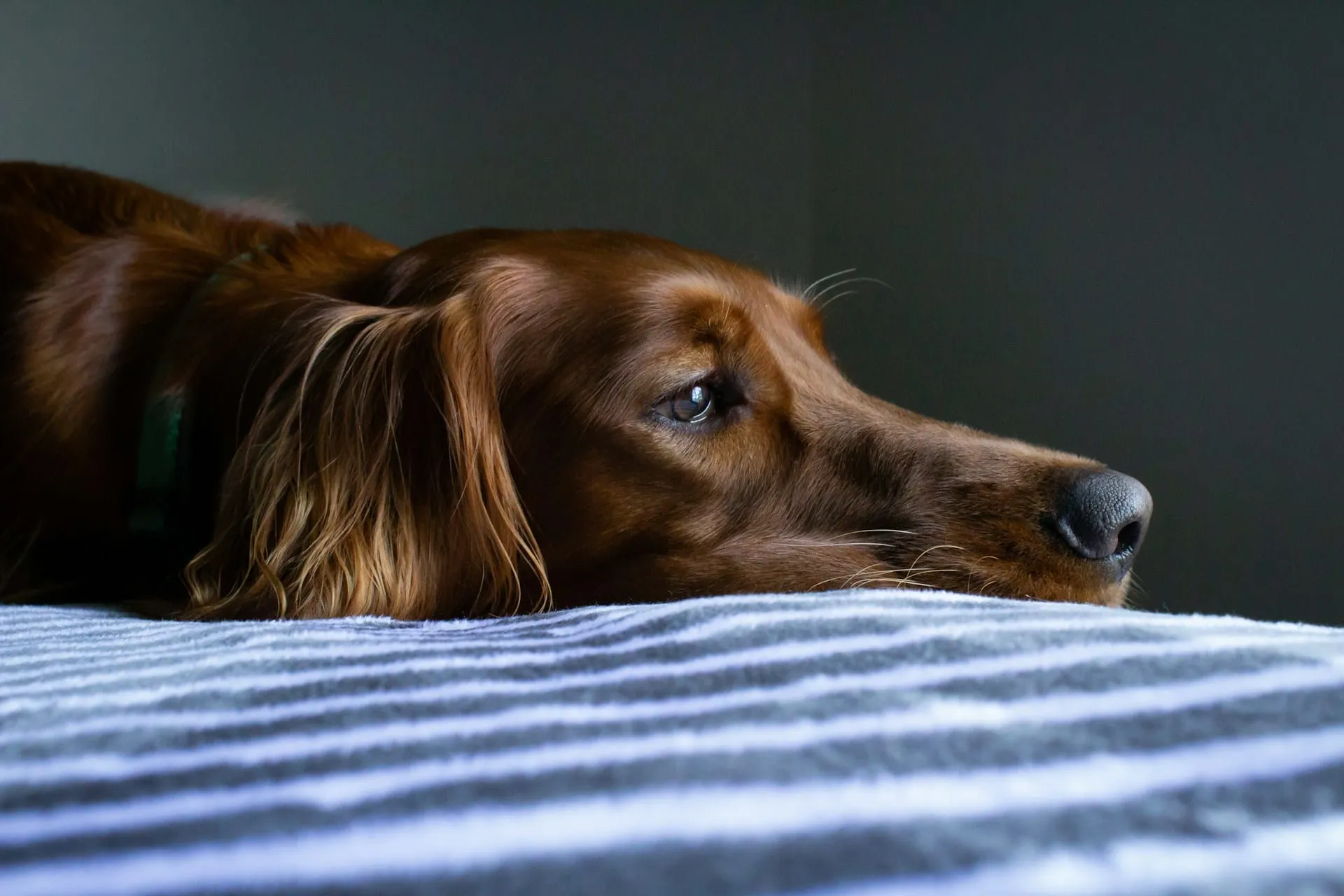 Senior Pet Suffering: How to Recognize the Warning Signs