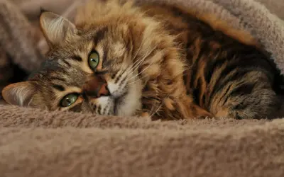 Signs Your Cat Is Dying: What to Watch For