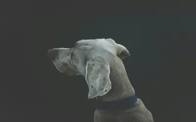 Signs Your Dog Is Dying: What to Watch For