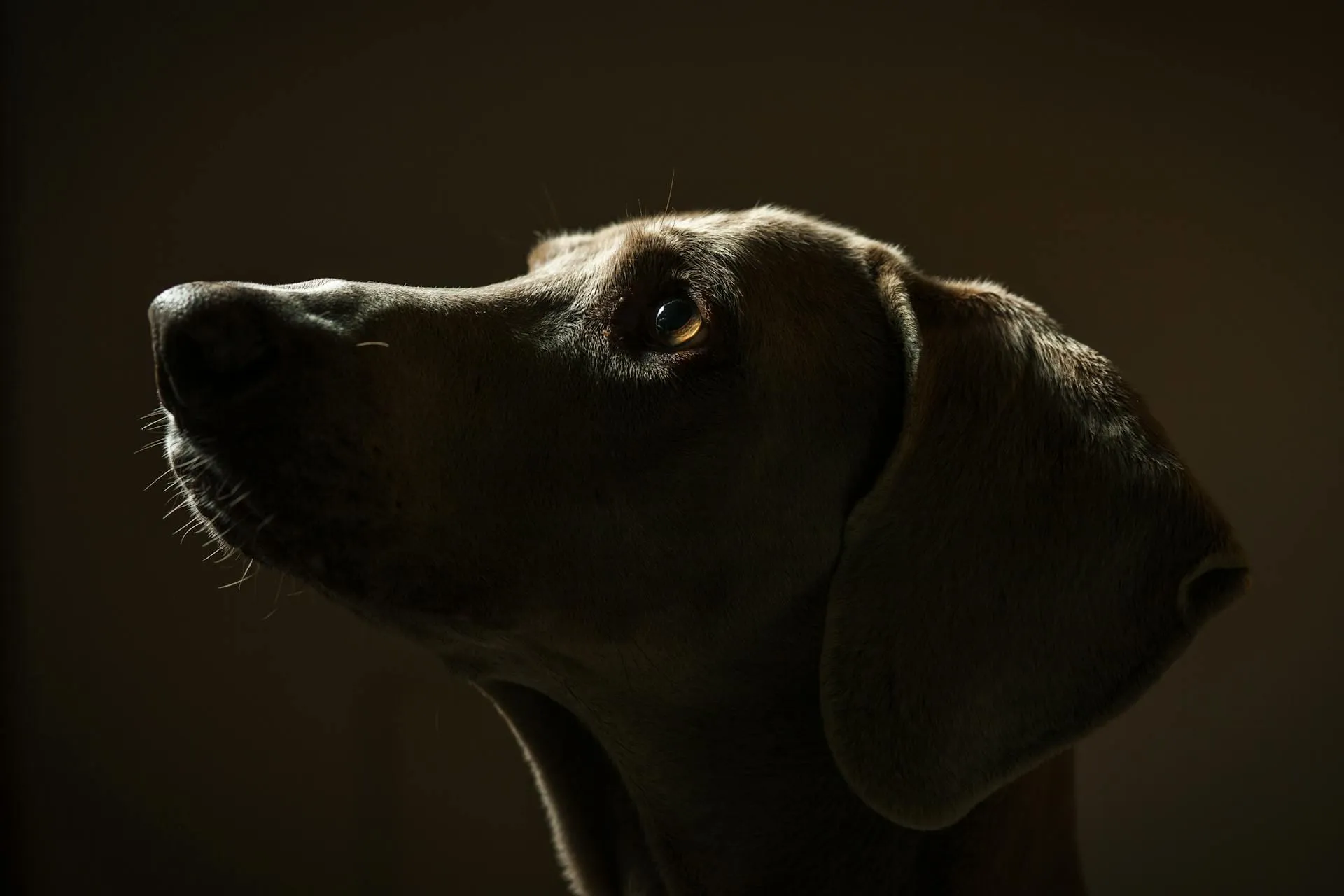 Talking to Your Pet After They Pass Away: Is It Healthy?