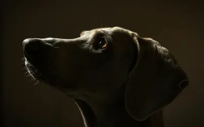 Talking to Your Pet After They Pass Away: Is It Healthy?