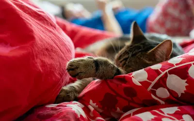 The Emotional Toll of Long-Term Pet Caregiving