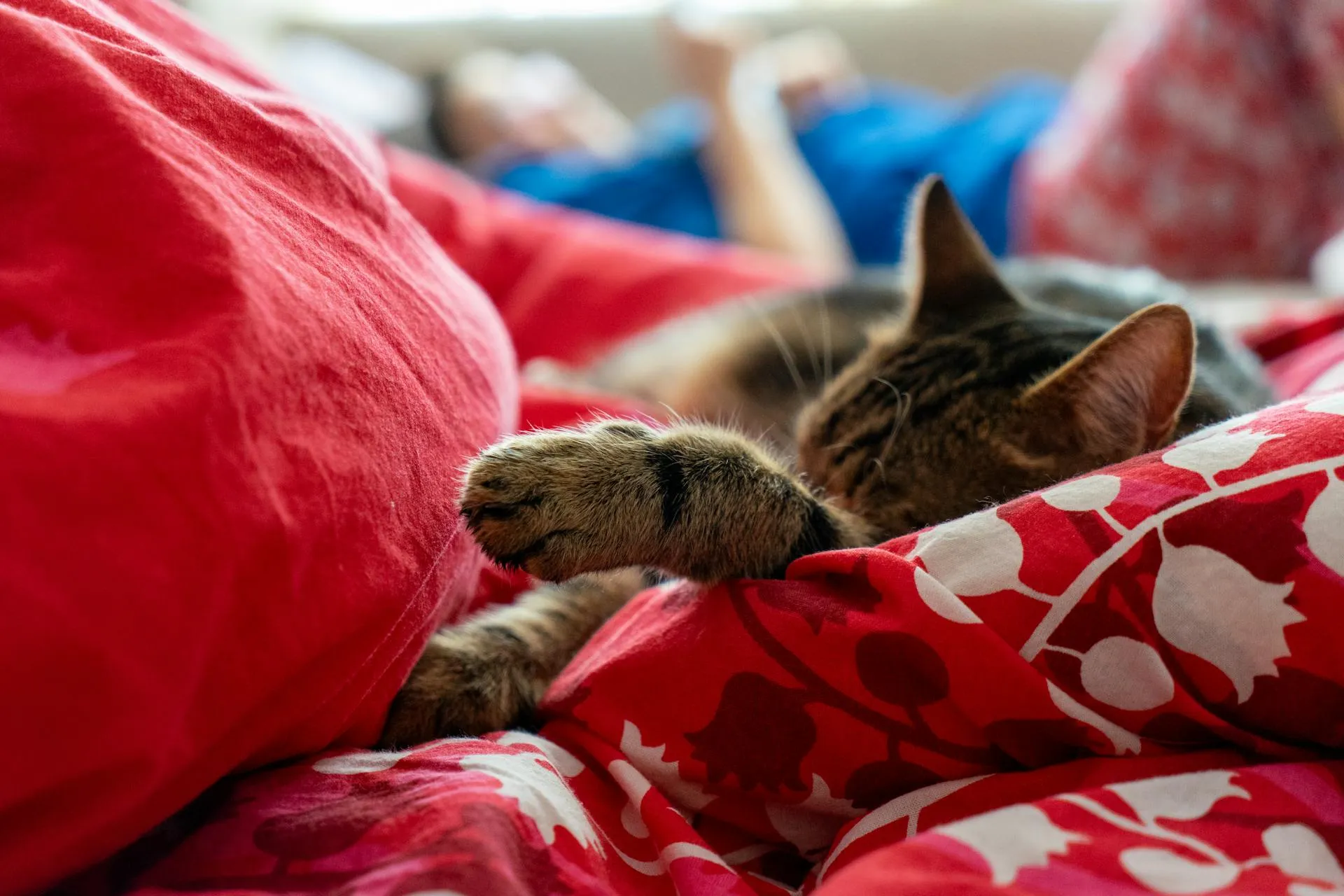 The Emotional Toll of Long-Term Pet Caregiving