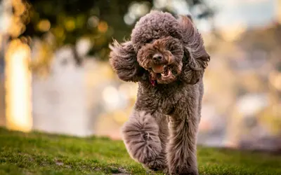 Three Pet Photography Stages You’ll Be Glad You Didn’t Skip