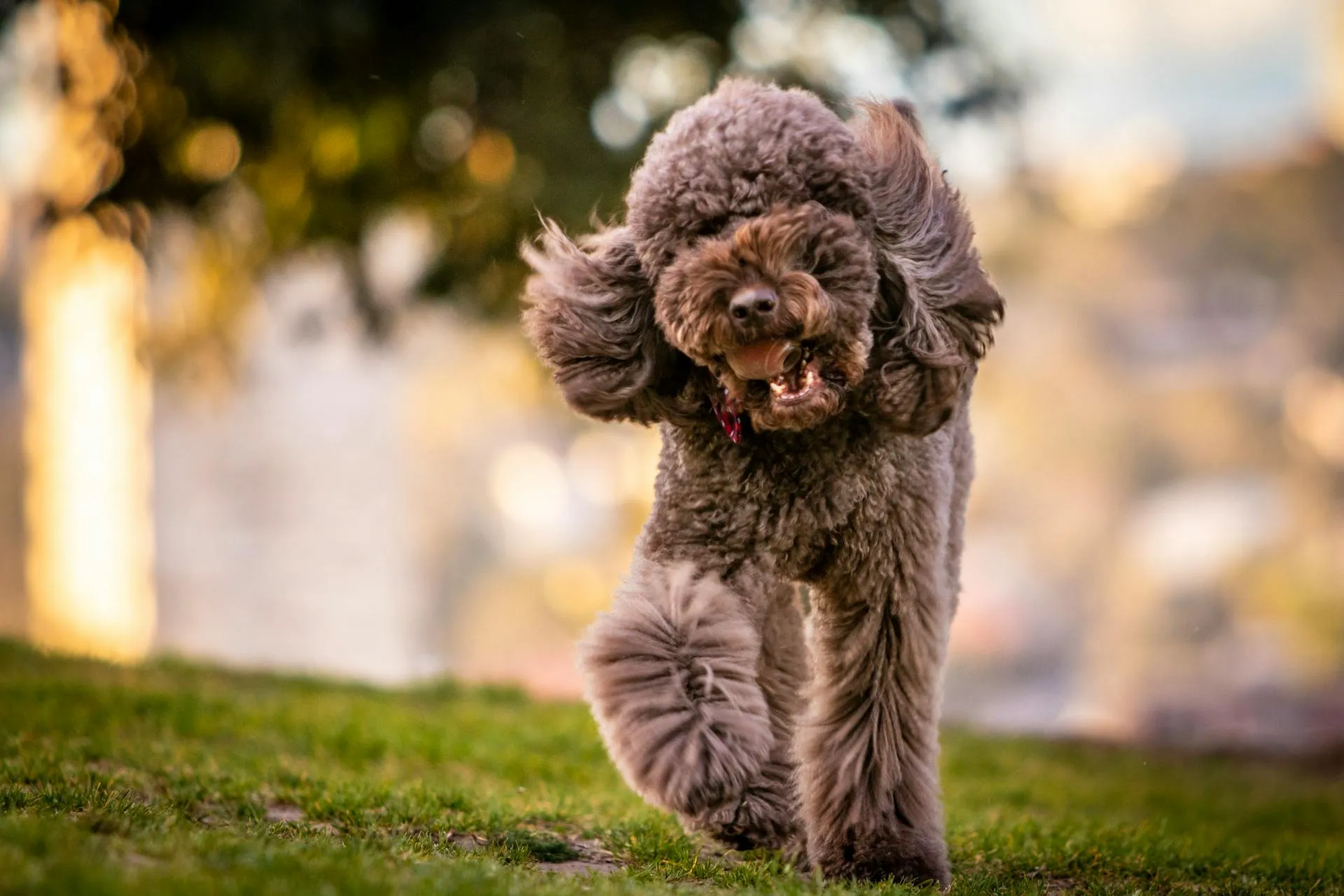 Three Pet Photography Stages You'll Be Glad You Didn't Skip