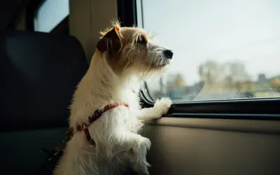 Traveling with Senior Pets: Safe Tips for Road Trips & Flights