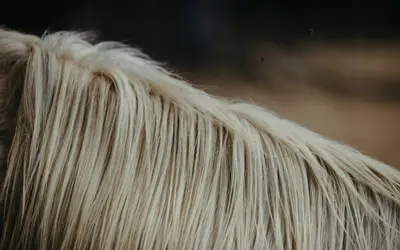 Types of Horsehair Jewelry to Remember Your Pet