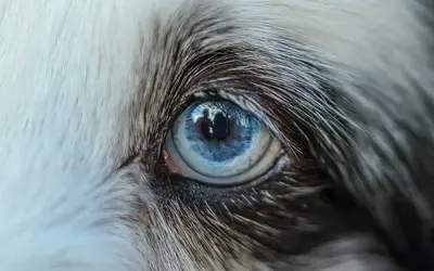 Dog Dementia and Cat Dementia: Signs, Stages, and Care