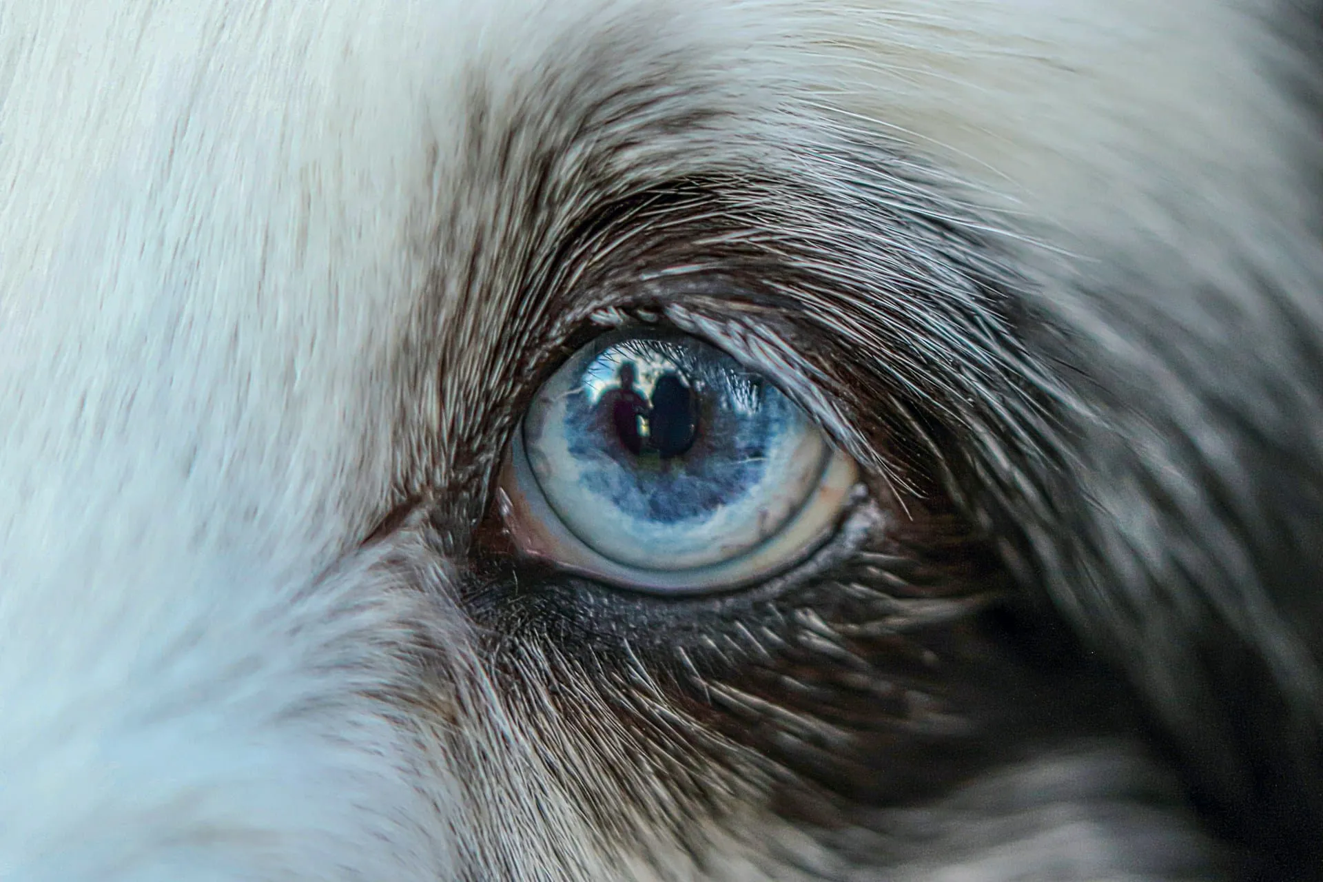 Understanding Pet Dementia: A Guide to Cognitive Dysfunction