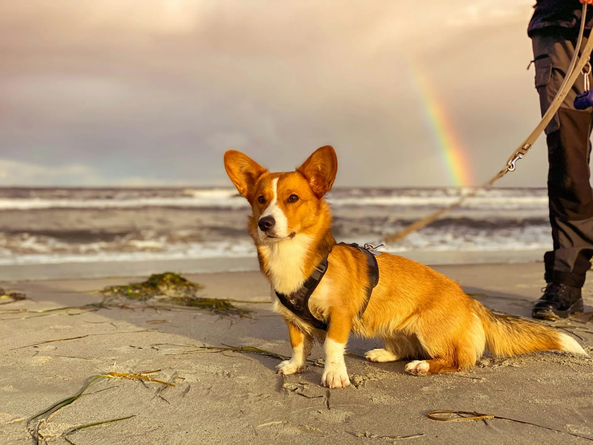 Understanding The Rainbow Bridge: Finding Comfort When Your Pet Dies