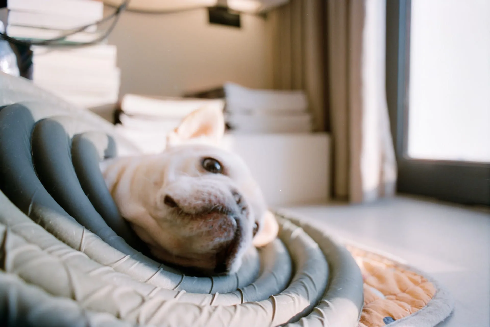 Urinary Tract Issues in Senior Pets: Causes and Care