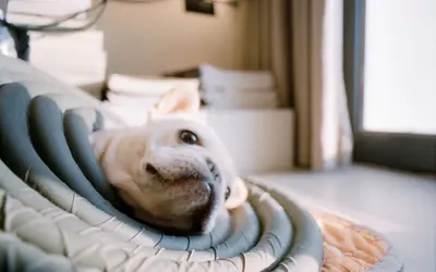 Urinary Tract Issues in Senior Pets: Causes and Care