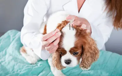 Veterinary Acupuncture for Senior Pets: What to Expect