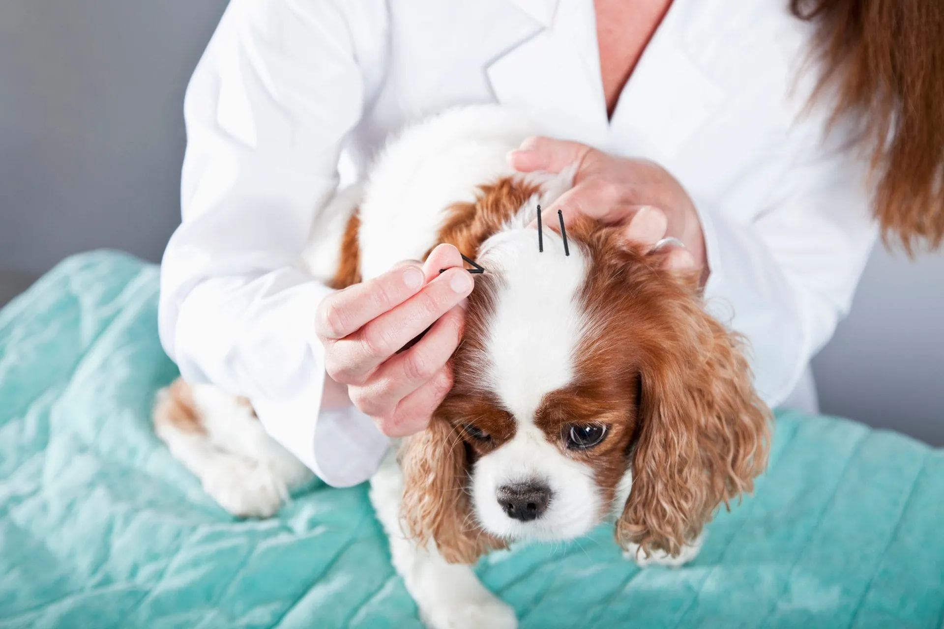 Veterinary Acupuncture for Senior Pets: What to Expect