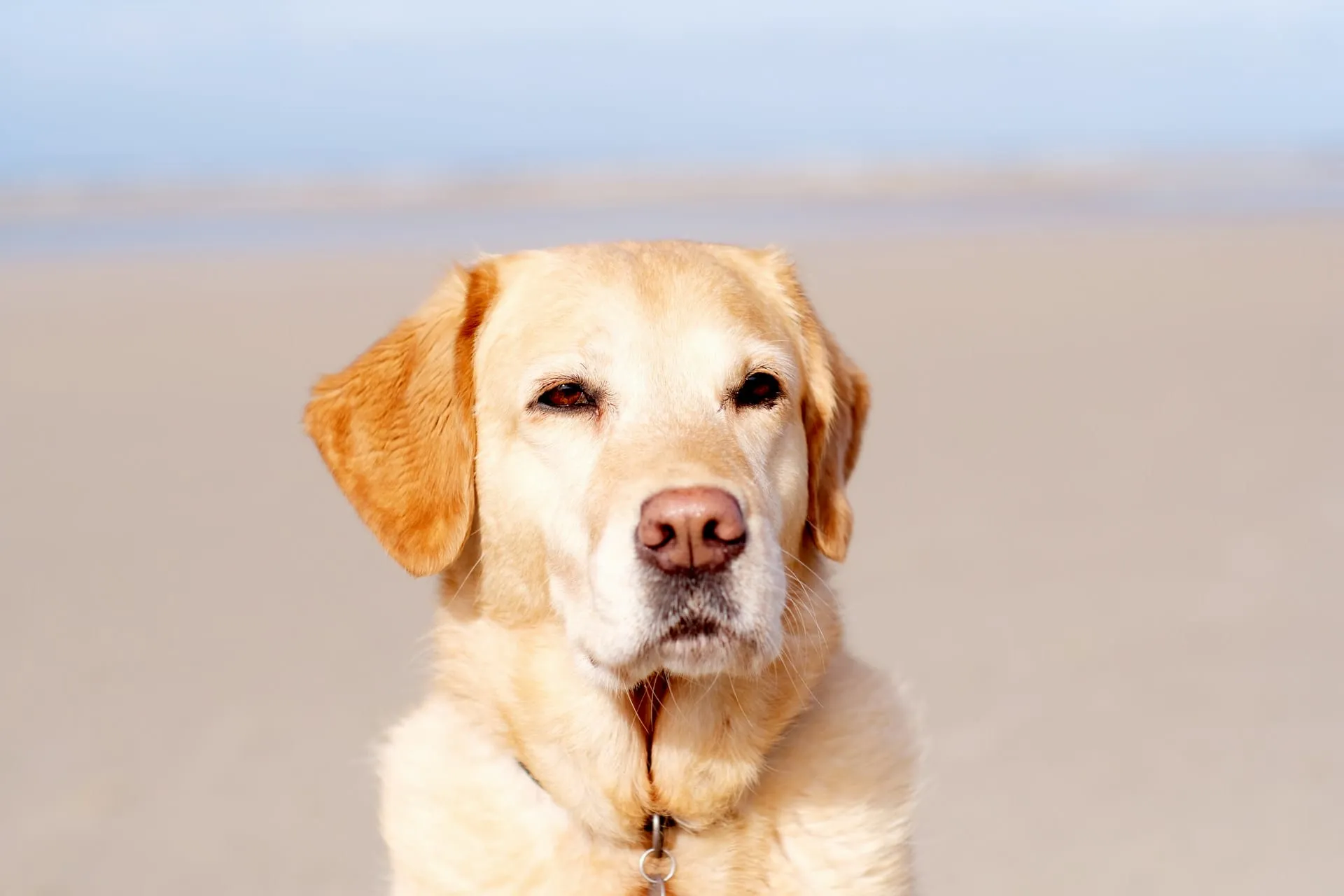 Vision Loss in Senior Pets: Safety and Enrichment