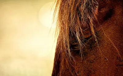 What Happens During Horse Euthanasia and Burial