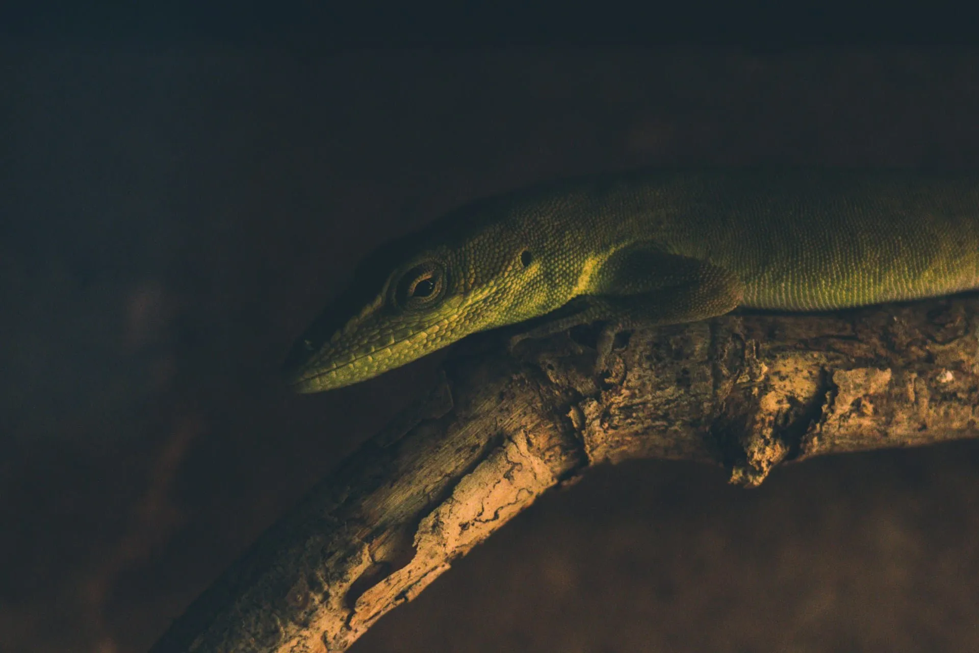 What Happens During a Reptile Euthanasia Appointment