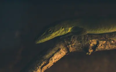 What Happens During a Reptile Euthanasia Appointment