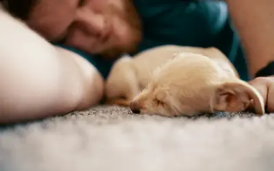 What Happens to Your Pet’s Body After Death