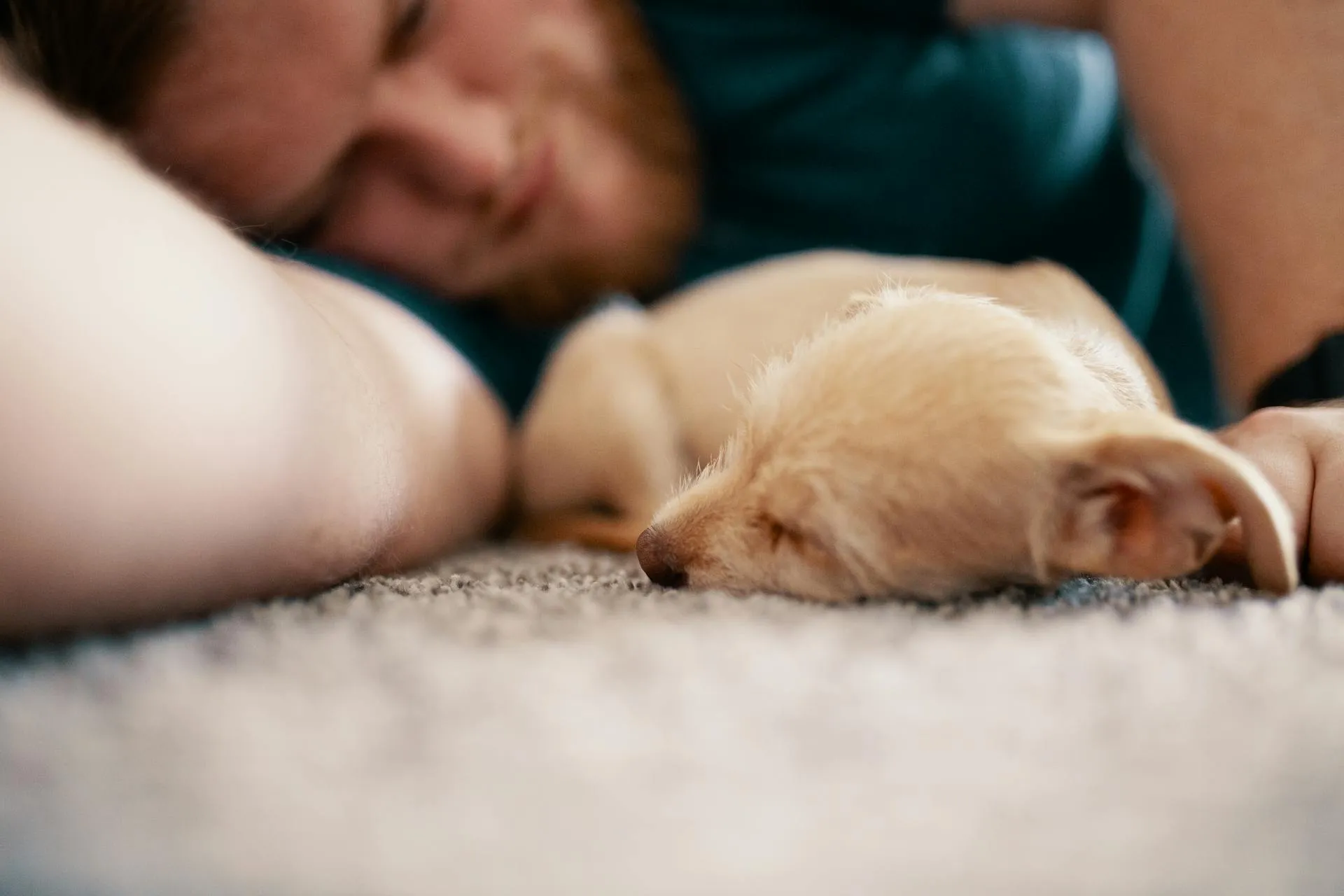 What Happens to A Pet’s Body After Death: Complete Guide