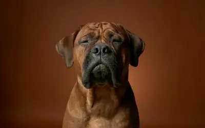 Sundowning in Dogs: Why 3 A.M. Is the Hardest Hour