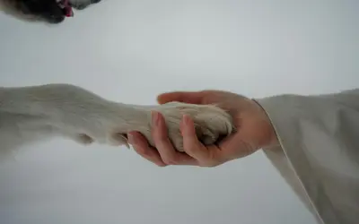 What Vets Wish You Knew About End-of-Life Pet Care