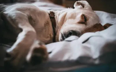 What to Do If Your Senior Pet Has a Seizure