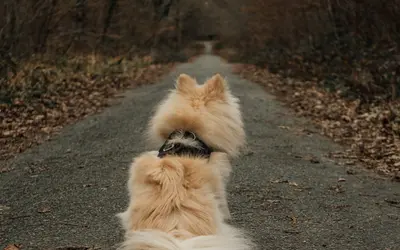 What to Expect When Your Pet Has Cancer