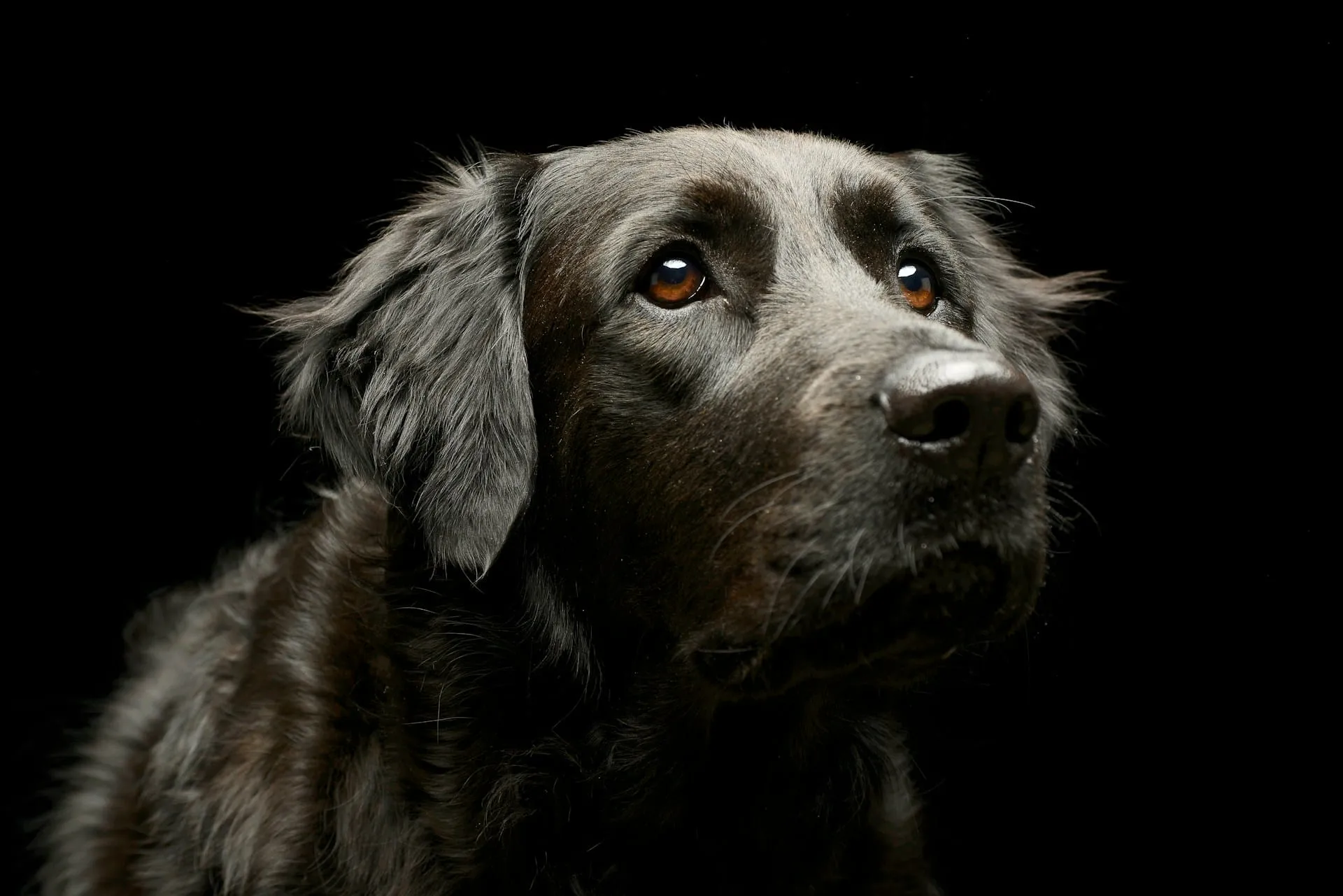 What to Include in an End-of-Life Plan for Your Pet