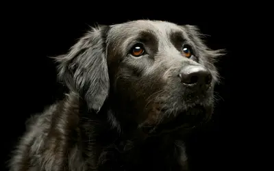 What to Include in an End-of-Life Plan for Your Pet