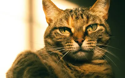 When Is a Cat Considered a Senior? Ages, Signs and Care