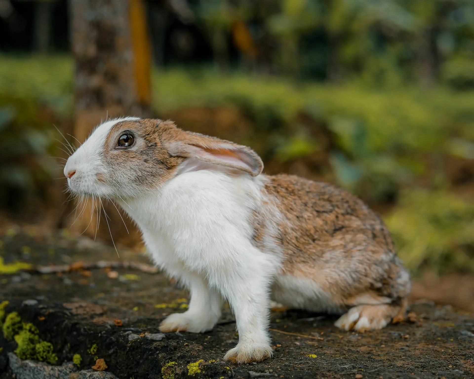 When Are Exotic Pets Considered Senior? Complete Care Guide