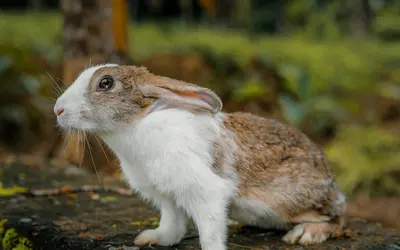 When Do Exotic Pets Become Senior? Age Guide & Care Tips