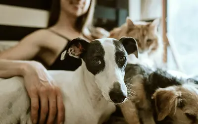 When Are Pets Considered Senior? Complete Age Guidelines