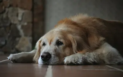 How to Know When It’s Time to Put Your Pet to Sleep