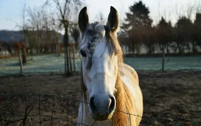 When Do Horses Become Seniors? A Complete Equine Care Guide