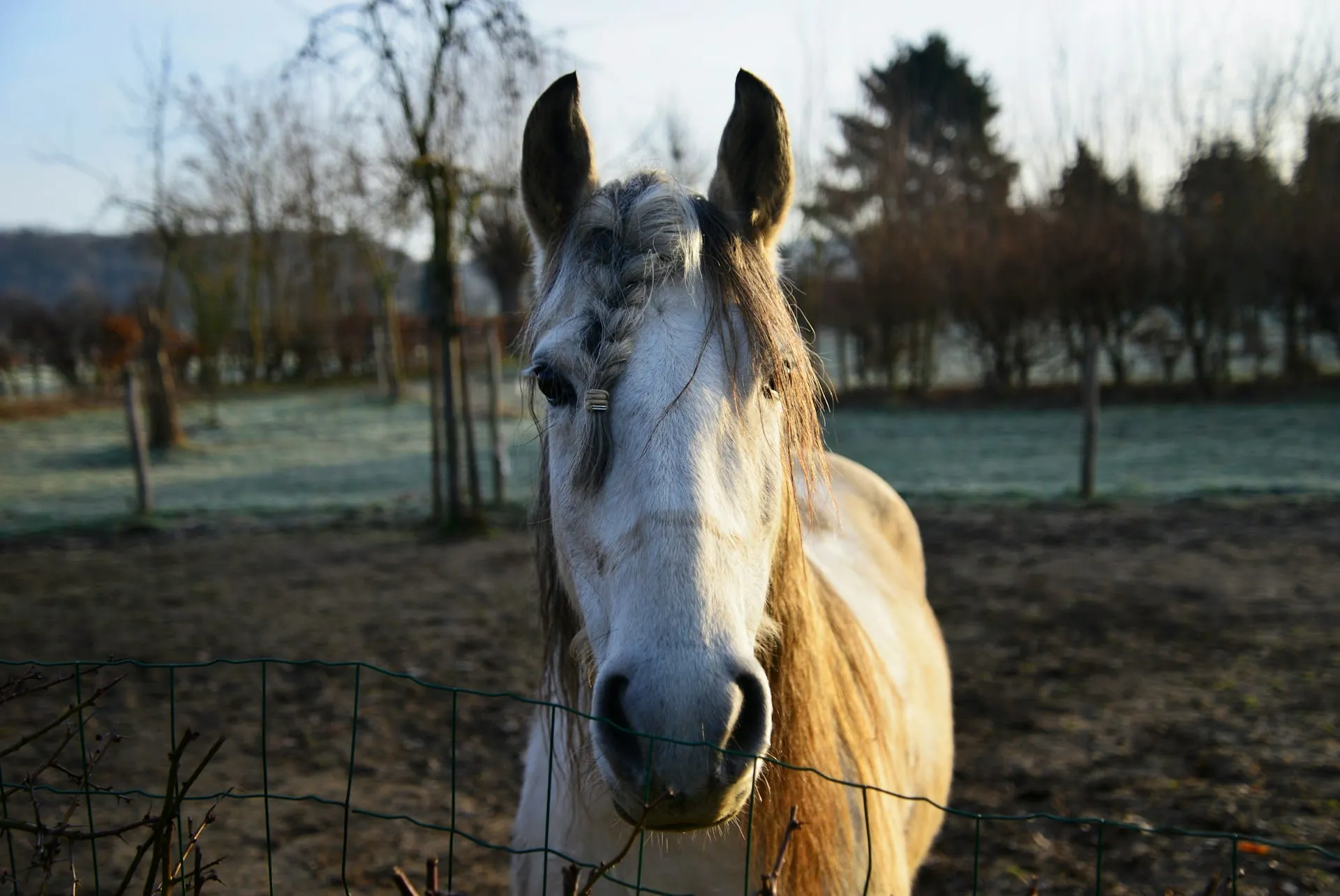 When Do Horses Become Seniors? A Complete Equine Care Guide
