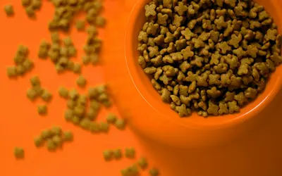 When Terminal Pets Won’t Eat: Gentle Ways to Help