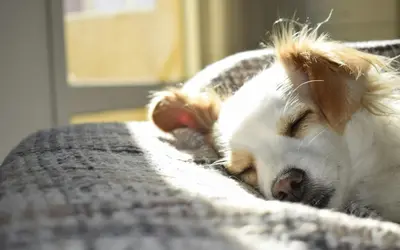 When Your Pet Dies Alone: Processing the Guilt